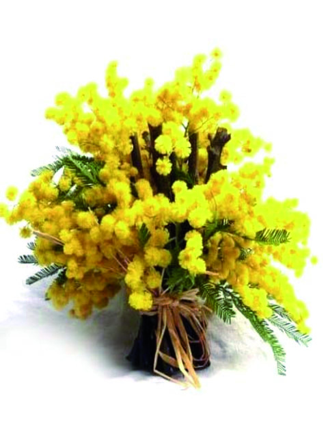 bouquet di mimosa