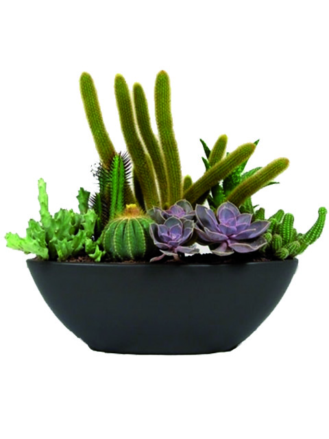 vaso di piante grasse miste